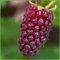 Him-Brombeere 'Tayberry Medana'