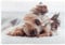 Yorkshire Terrier, Jigsaw Puzzles 1000 Pieces Wooden Jigsaw Toy Family Game Wall Decor