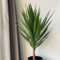 50 pcs Yucca elephantipes Palme Samen, topfpflanzen für draußen garten-geschenke gartenarbeit luftreinigende zimmerpflanzen steingartenpflanzen winterhart winterharte stauden winterharte