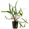 AquaOne Aquarium Pflanze Cryptocoryne balansae I Wasserpflanze Aquariumpflanze Rosette voll durchwurzelt einfach pflegeleicht Aquascaping Dekoration