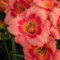 Taglilienzwiebeln,Winterhart,Wilde Taglilien,Taglilien Winterhart,Blumen FüR Alle Jahreszeiten,Winterhart MehrjäHrig Pflanzen,Hemerocallis Knollen-10Rhizome-G