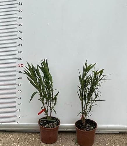 PIANTA DI OLEANDRO ROSSO SANGUE VASO 18 altezza 30/40 cm