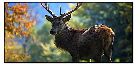 banjado Magnettafel schwarz 78 x 37cm / Magnetwand Metall/Magnetpinnwand als Memoboard/Pinnwand Magnettafel Küche, Büro, Kinderzimmer inkl. 4 Magnete & Montageset - Motiv Hirsch