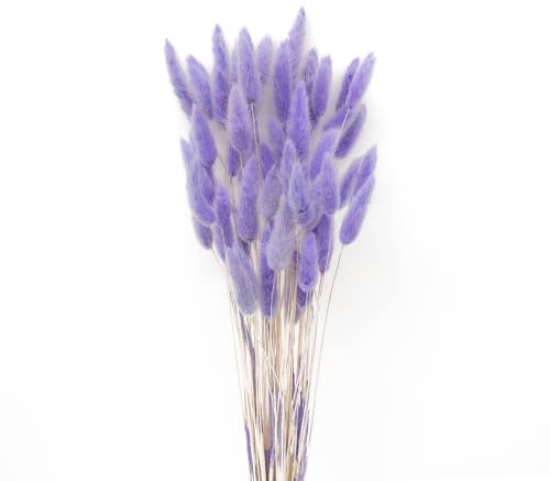 JKDHJK 50 Pcs Herbe De La Pampa Fleurs Séchées Ne Se Fanent Jamais Fleur Sechees Décoration Naturelle Boheme Fleurs Déco Anniversaire Décoration Mariage Décoration Maison (Violet Clair)