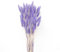 JKDHJK 50 Pcs Herbe De La Pampa Fleurs Séchées Ne Se Fanent Jamais Fleur Sechees Décoration Naturelle Boheme Fleurs Déco Anniversaire Décoration Mariage Décoration Maison (Violet Clair)