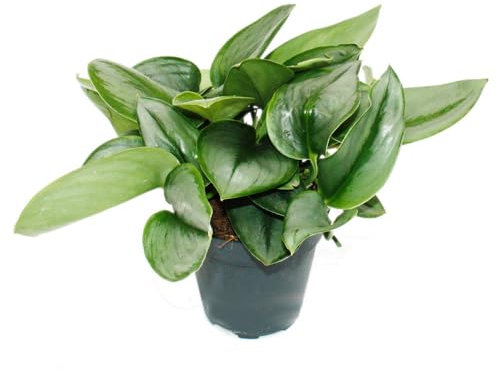 exotenherz Pot de lierre au clair de lune Scindapsus pictus « Moonlight » - Pot de 12 cm