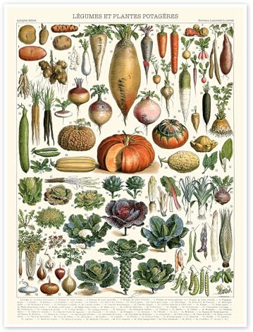 Gemüse und Hülsenfrüchte (französisch) Poster von Adolphe Millot 50 x 70 cm Bunt Wandbilder Wanddeko