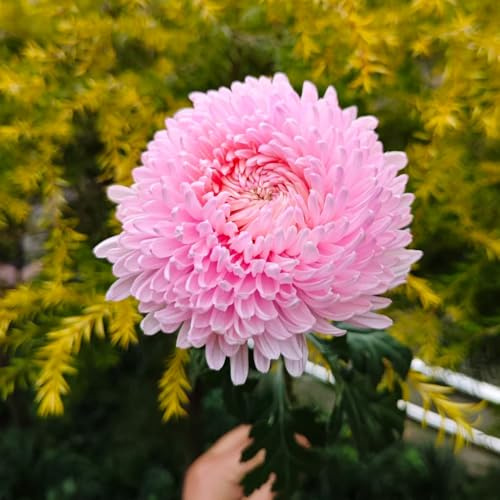chrysanthemen pflanzendeko rankpflanzen herbstpflanzen winterhart blühend schmetterlingsflieder kräutersamen indoor garten blumengarten balkon deko topfpflanzen echt blumensamen kaufen 130samen