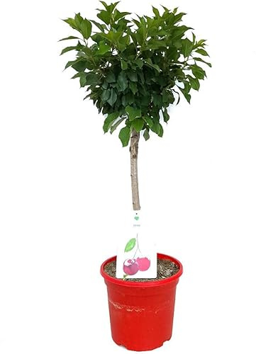 ARBOL FRUTAL CEREZO ENANO M26 100CM ORNAMENTAL