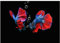 LINKGIN Home Leinwand Wandkunst Roter Fisch Gemälde Unterwasser Rote Poster und Drucke Tier Wand Bilder für Schlafzimmer Dekoration 30x45cm rahmenlos