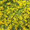 Semi Di Ginestra, Cytisus Scoparius, Bomboniere Semi Di Fiori Piante D'Appartamento Esotiche Piante D'Appartamento Purificanti D'Aria Regali Per Gli Amanti Del Giardino Semi 200 Pezzi