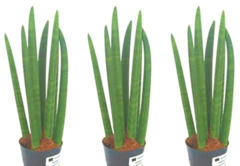 Pack de 3 Plantas Mini Sansevieria Cylindrica, 7 cm. Lengua de suegra cilíndrica. Planta de interior resistente con hojas largas, estrechas y erectas. Segura Garden.