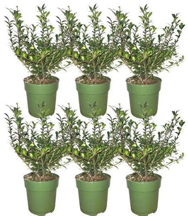 Stechpalmenhecke – Ilex crenata 'Jenny' – 6 immergrüne winterharte Pflanzen – 1 Meter – kompakte Heckenpflanze für Garten & Terrasse