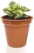 WINSOME Plastic Plant Pot with Drainage Hole,17.5CM/7 Nursery Plant Pots, Terracotta Pots, Flower Pots for Indoor & Outdoor | Ideal for Cultivation, Terracotta