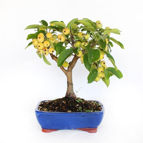 KENTIS - Bonsaï Malus Evereste - Bonsai Naturelle de Style Japonais - Plantes Naturelles Décoratives d'Extérieur - H 25-35cm Pot en Céramique Ø 21cm