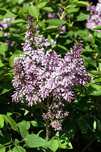 Syringa patula 'Miss Kim' 175-200 cm - Duftflieder, lavendelfarbene Blüten, Blütezeit Mai-Juni, ideal für Hecken, duftend, winterhart