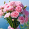 Qiebenav 2000 pezzi semi di carnazione facili da coltivare semi di fiori con fiori profumati per impollinatori taglio giardini fiori fiori rosa floreale