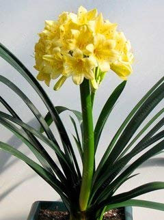 Swansgreen Real Clivia Seeds, (Clivia Bulbs), Bonsai Flower Seeds, Semente Garden Flowers Seeds Potted Plant For Home Garden 10 Pcs/Bag 2