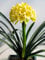 Swansgreen Real Clivia Seeds, (Clivia Bulbs), Bonsai Flower Seeds, Semente Garden Flowers Seeds Potted Plant For Home Garden 10 Pcs/Bag 2