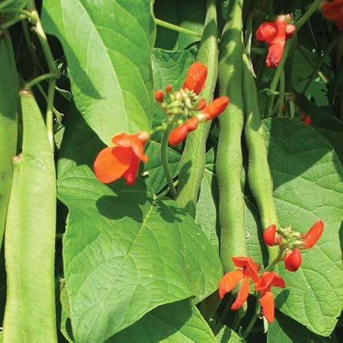 Gardeners Kitchen - Runner Bean Plants - 'Scarlet Emperor' 6 X Medium Plug Vegetable Plants.