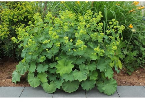 Alchemilla epipsila - Kahler Frauenmantel - 9cm Topf
