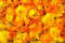 Ringelblumen Heilpflanzen Mix (Calendula officinalis) ´mit 7 verschiedenen Sorten´. (20000 Samen = 140,0g)