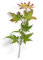 Acer palmatum 'Herhaim' 80-100 cm, Japanischer Ahorn, leuchtend rote Herbstfärbung, ideal für Kübel und Gärten, pflegeleicht, winterhart