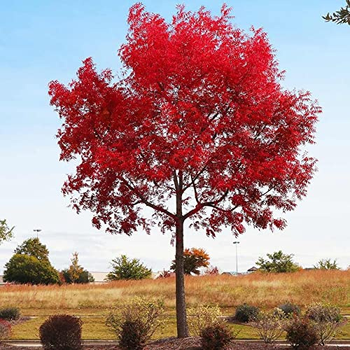 Chinese Pistachio Tree (Pistachia chinesnsis) Aka Chinese Pistache Tree 3-4Ft from A 5 Gallon