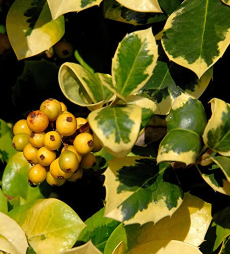 Hochstamm Gelbbunte Stechpalme Ilex Golden van Tol 80-100cm - lebende Gartenpflanze aus den Baumschulen