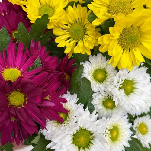 Chrysanthemen 'Swifty Trio', 6er-Set, weiss, gelb und dunkelrot, Topf 12 cm Ø
