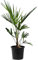 Tropictrees Trachycarpus Fortunei Hanfpalme winterhart mit einer Stammhöhe von 5 cm | Gesamthöhe 60 cm | Palme für den Innen- und Außenbereich