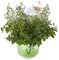 Kräuter-Trio 'Pizza Mix', Rosmarin, Thymus, Origanum - Kräuter-Trio-Pflanze im Topf 12 cm, in Gärtnerqualität von Blumen Eber - 12cm
