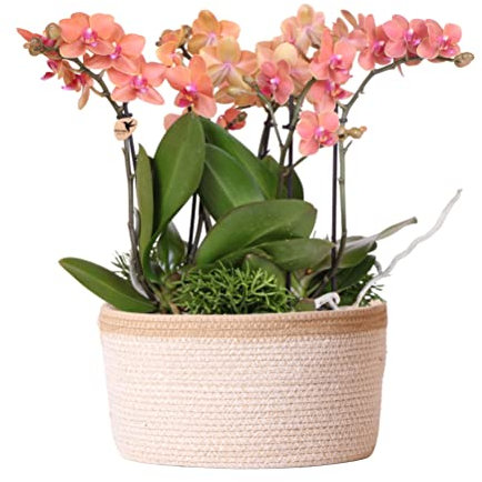 Kolibri Orchids | orangefarbenes Pflanzenset im Baumwollkorb inkl. Wassertank | drei orangefarbene Orchideen Bozen 9cm und drei Grünpflanzen Rhipsalis | Dschungelstrauß orange mit autarkem Wassertank