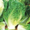 Las semillas de lechuga romana, Little Gem, no GMO, variedad de tamaños, (2500)