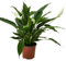 Verdecora Spathiphyllum en maceta Ø17cm | Lirio de la Paz | Planta de Interior Elegante y Purificadora | Ideal para Hogar u Oficina