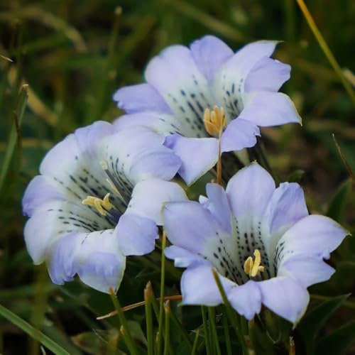 Semillas de genciana resistentes al invierno, Plantas resistentes para balcones. Plantas de genciana, Gentiana scabra, semillas exóticas, plantas de jardín semillas de genciana alpina 100pcs
