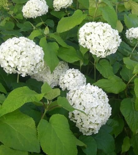 Ballhortensie Schneeball Hortensie Hydrangea arborescens 'Annabelle' 40-60 cm winterhart mehrjährig Freilandaufzucht