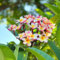 100 pcs samen frangipani pflanze kaufen, kräutergarten geschenk - Plumeria rubra nachhaltige produkte gartenpflanzen gewächshaus balkon gartenblumen hochbeete für garten bienenfreund