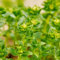 100 pcs wolfsmilch kaktus samen - Euphorbia pekinensis - balkon beet, bienenweide saatgut wolfsmilch pflanze biosaatgut, pflanzen winterhart zimmerpflanzen samen, extrem winterharte