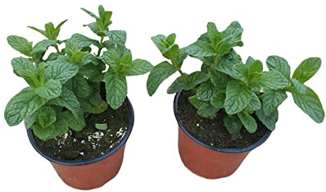 Plantas de Hierbabuena - Pack de 2 Unidades - Mentha - Plantas Aromáticas Naturales