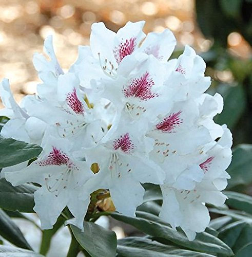 Großblumige Rhododendron Schneeauge 30-40cm - Alpenrose