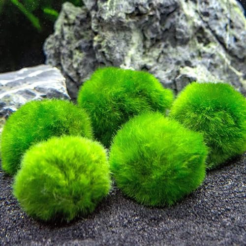 Pianta Cladophora Aegagropila (Marimo) 2-4 cm Confezione da 5 pezzi