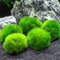 Pianta Cladophora Aegagropila (Marimo) 2-4 cm Confezione da 5 pezzi