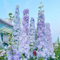 semi di delphinium Delphinium elatum fiori estivi, piante da giardino perenni piante da balcone bonsai semi di fiori pianta da appartamento tappezzante perenne resistente, piante 50pcs