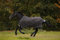 Horseware Amigo Bravo 12 100g Weichenteppich 145cm Excalibur/Blue & Black
