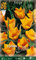 Flora Elite 788437 Tulpe Bright Gem (10 Stück) (Tulpenzwiebeln)