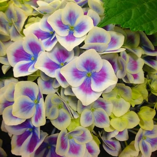 Winterhart,Mehrjährige Hortensie, Blumenzwiebel, Staude, Brautstrauß, romantisch, kältebeständig-1 zwiebel-C