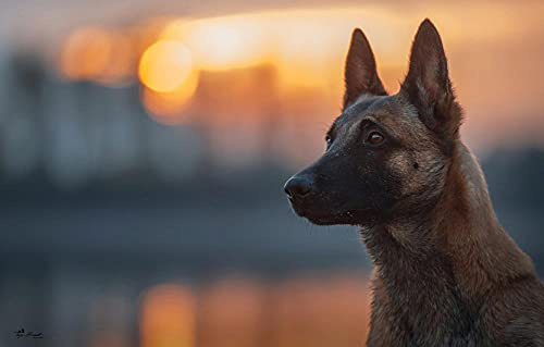 One Piece Puzzle 500 Teile Belgischer Schäferhund Malinois 52x38CM