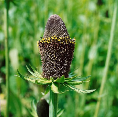 Rudbeckia occidentalis 'Green Wizard' ca. 9x9 cm Topf - Sonnenhut, grüne Blütenköpfe, Blütezeit Juli-September, ideal für Beete, pflegeleicht, bienenfreundlich