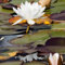 Seerosenpflanze, Trockenheitstolerant Und Einfach Anzubauen, Winterhart Pflanzen, Magic of Nature, Sie Reinigen Das Wasser, Unglaublich AnpassungsfäHig. -30pcs-c
